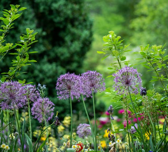 Garden Planters Colour&nbsp;Schemes