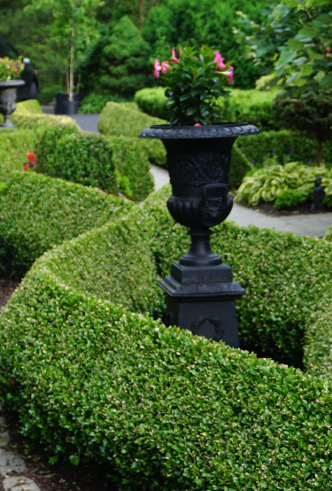 The Benefits of Evergreen&nbsp;Plants