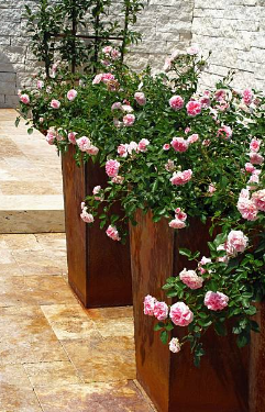 Growing Roses in Large&nbsp;Planters